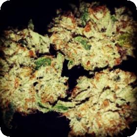 710 Mango 350x350